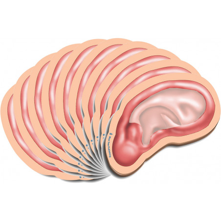 Outer Ear Sticky Notes 10 Pack