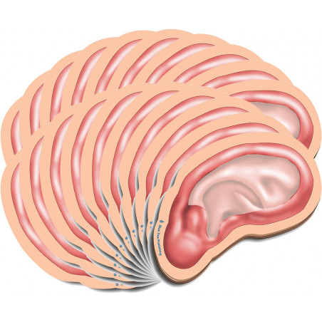 Outer Ear Sticky Notes 20 Pack