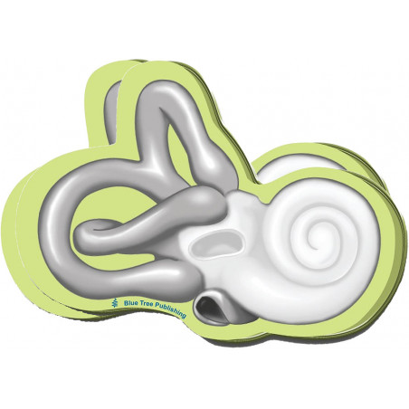 Cochlea Sticky Notes 2 Pack