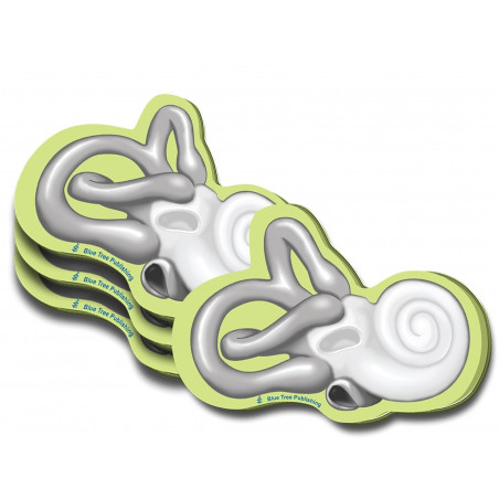 Cochlea Sticky Notes 4 Pack