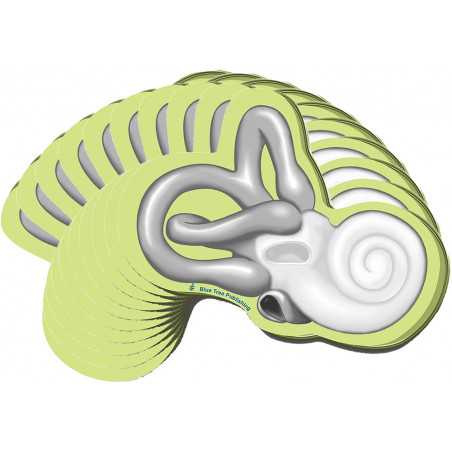 Cochlea Sticky Notes 10 Pack