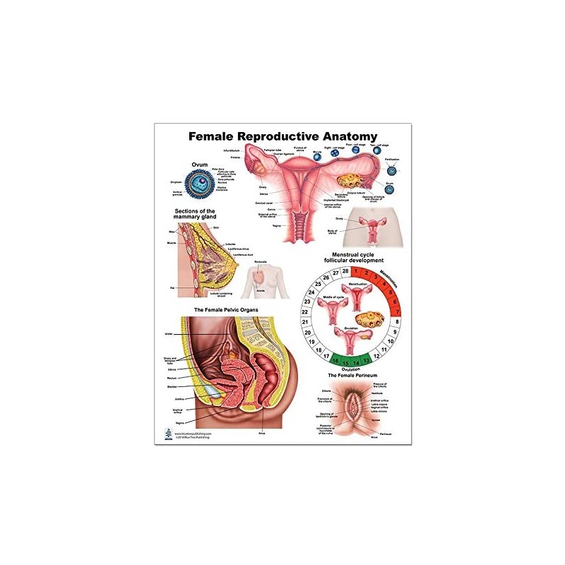 Female Anatomy Regular Poster