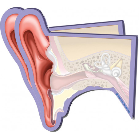 Ear Structures Sticky Notes 2 Pack