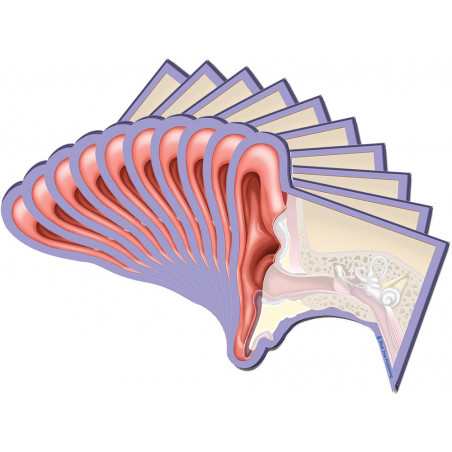 Ear Structures Sticky Notes 10 Pack