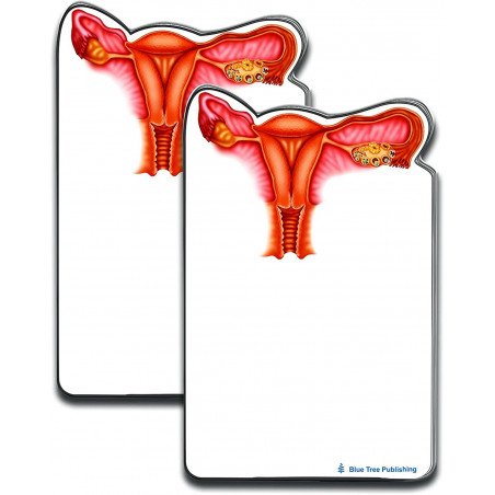 Uterus Sticky Notes 2 Pack