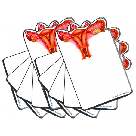 Uterus Sticky Notes 10 Pack
