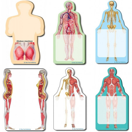 Anatomy Fun Sticky Notes Collection, 6 Pack