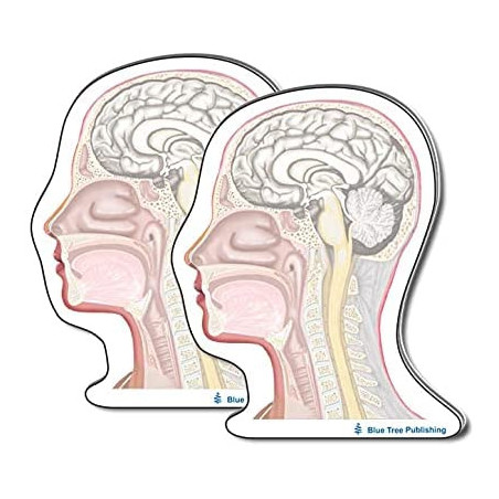 Head and Neck Sticky Notes 2 Pack