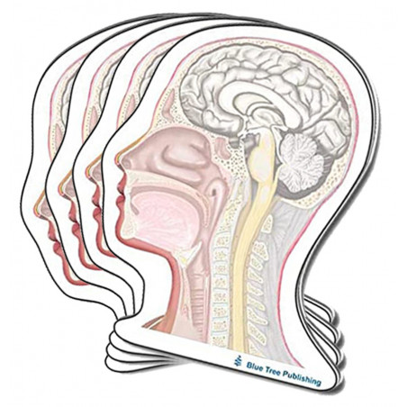 Head and Neck Sticky Notes 4 Pack