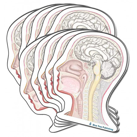 Head and Neck Sticky Notes 10 Pack
