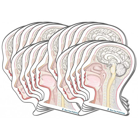 Head and Neck Sticky Notes 20 Pack