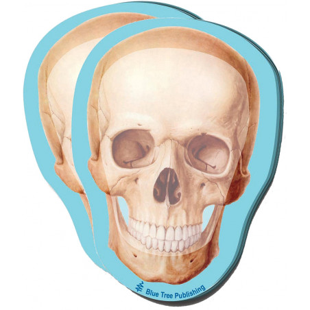 Skull Sticky Notes 2 Pack