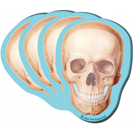 Skull Sticky Notes 4 Pack