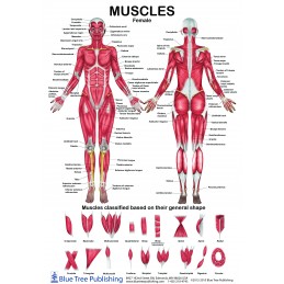 Female & Male Muscle Anatomical Chart