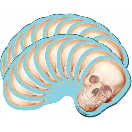 Skull Sticky Notes 20 Pack