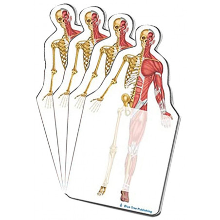 Muscle and Skeleton Sticky Notes 4 Pack