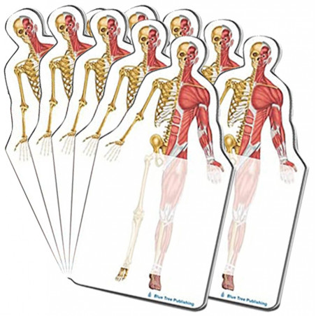 Muscle and Skeleton Sticky Notes 10 Pack