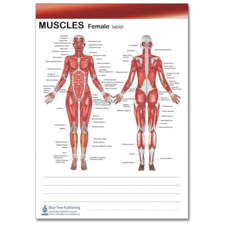 Muscle Tablet for Female and Male 1 Pack
