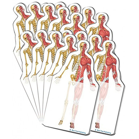 Muscle and Skeleton Sticky Notes 20 Pack