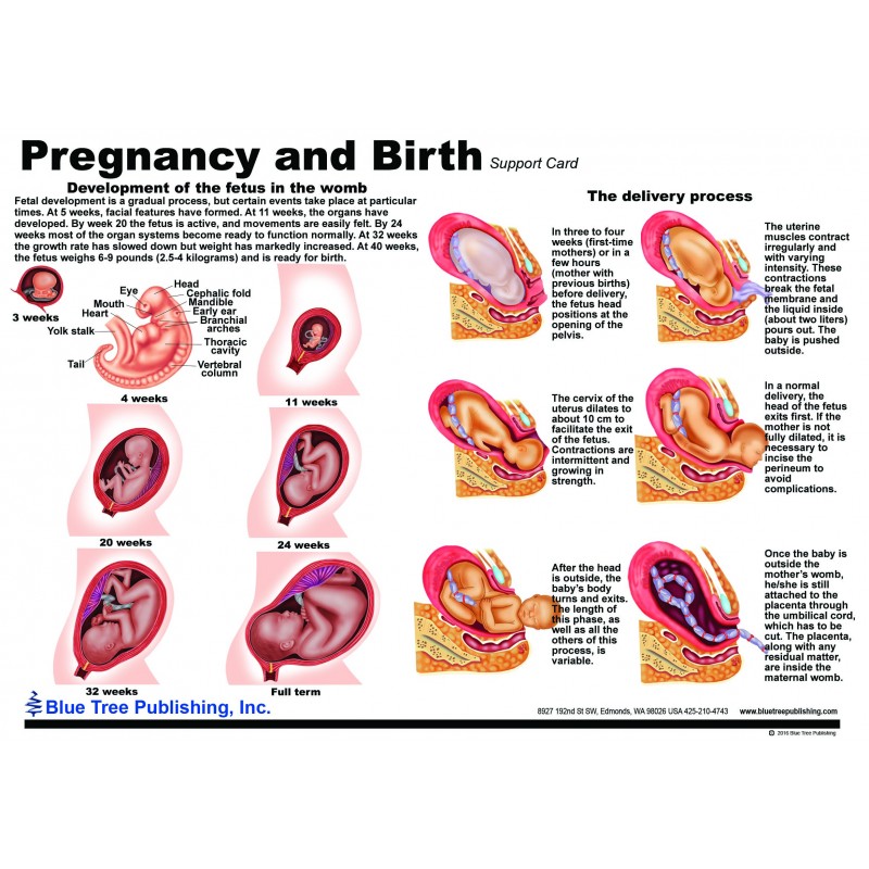 Uterus And Female Anatomical Charts And Uterus Model 9270