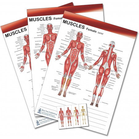 Muscle Tablet for Female and Male 3 Pack