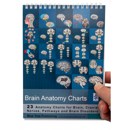 Brain Anatomy Flip Chart