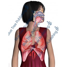 Respiration Breathe Body - Download Image