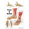 Foot and Ankle Regular Poster