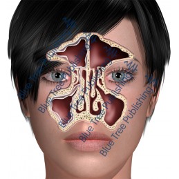 Sinus Front Normal - Download Images