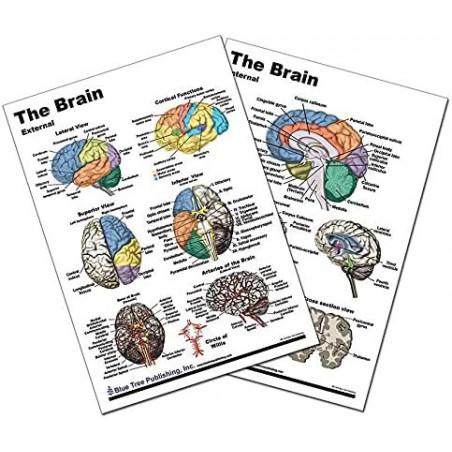 Brain Anatomical Chart