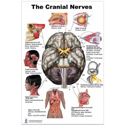 Cranial Nerves Large Poster