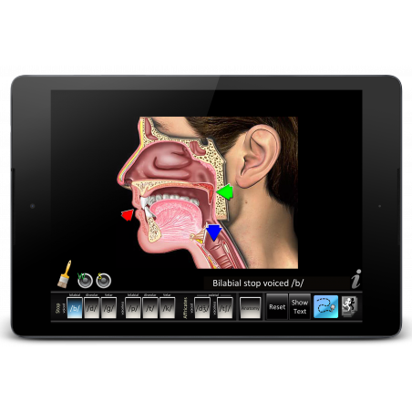 Speech Articulation Affricates Stops App