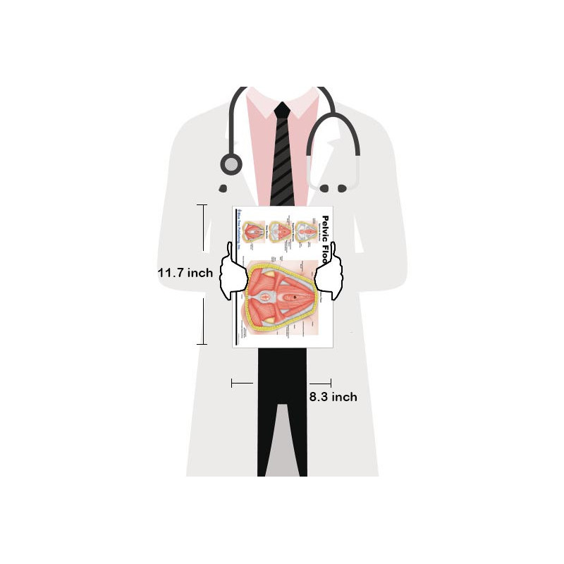 Pelvic Floor Chart