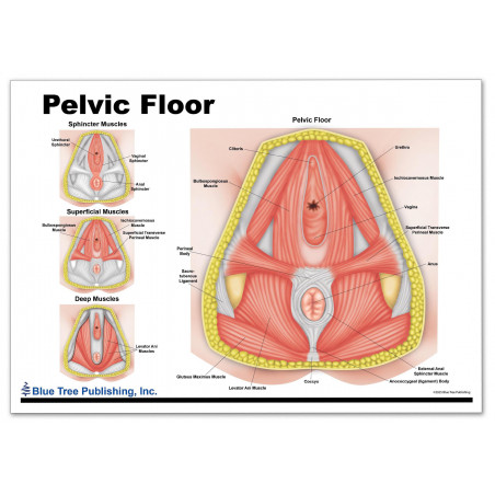Pelvic Floor
