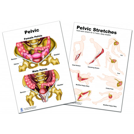 Pelvic Stretching Chart