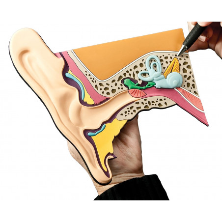 Ear Model