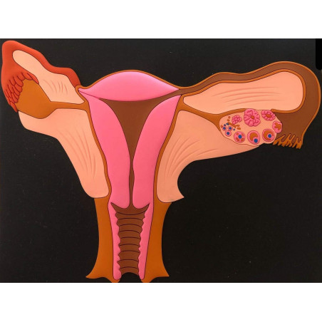 Uterus Anatomy Model