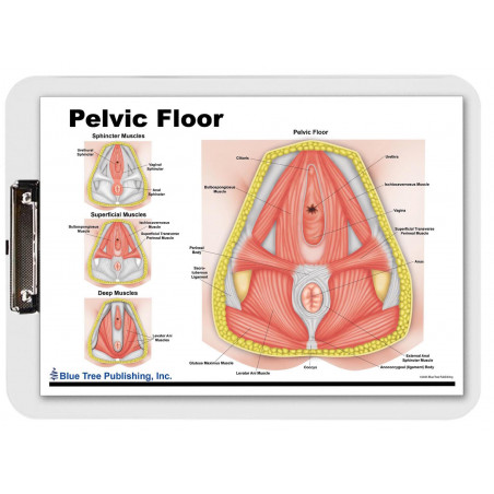 Pelvic Floor Clipboard