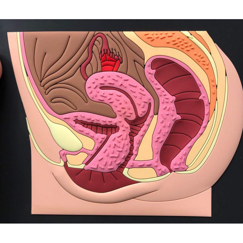 Female Pelvic Anatomy Model