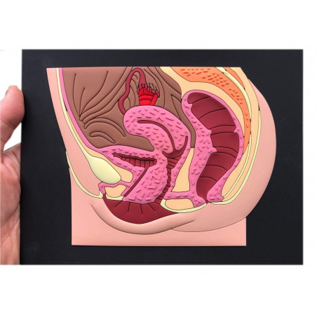 Female Pelvic Anatomy Model