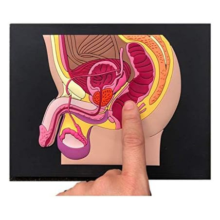 Male Pelvic Anatomy Model