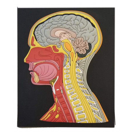 Head and Neck Anatomy Model