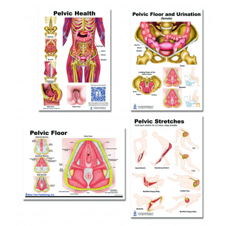 Pelvic anatomy 4 Chart set