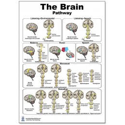 Brain Pathway Regular Poster