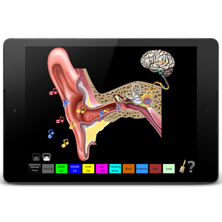 Hearing Anatomy App