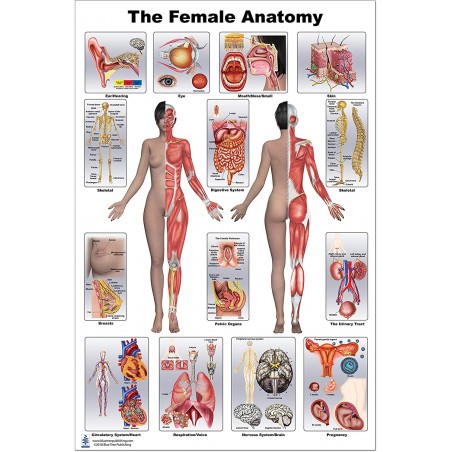 Laminated Female Breast Anatomy Chart / Poster