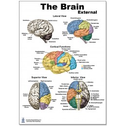Brain External Regular Poster