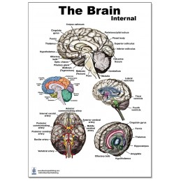 Brain Internal Regular Poster