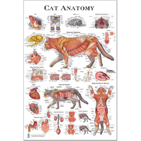 Cat Anatomy Poster