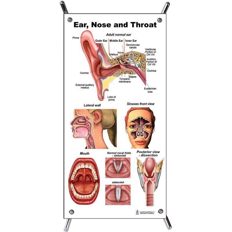 Sinus And Throat Anatomy